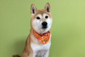 10月のお友達☆