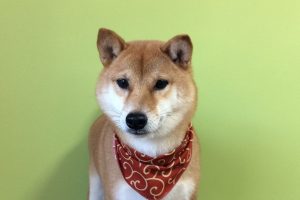 11月のお友達☆