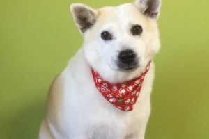 12月のお友達☆