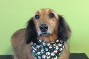 12月のお友達☆