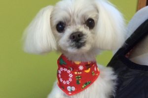 12月のお友達☆