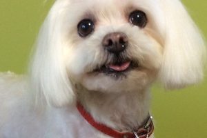 12月のお友達☆