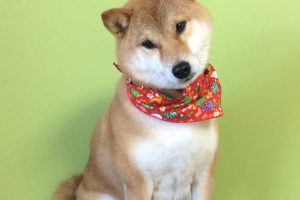 12月のお友達☆