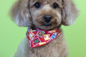 12月のお友達☆