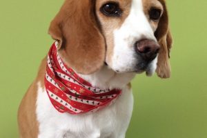 12月のお友達☆