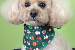 12月のお友達☆