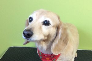 12月のお友達☆