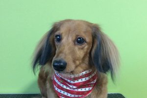 12月のお友達☆