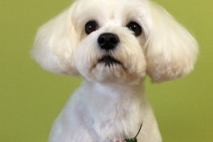 12月のお友達☆