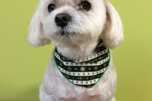 12月のお友達☆