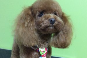 12月のお友達☆