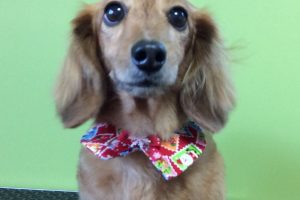 12月のお友達☆