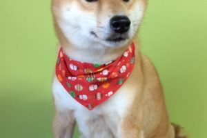 12月のお友達☆