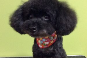 12月のお友達☆