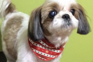 12月のお友達☆