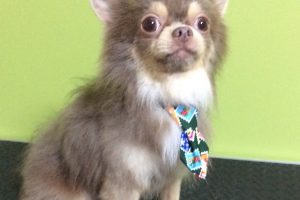 12月のお友達☆