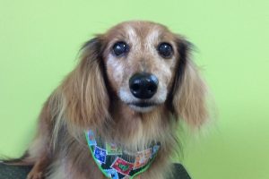 12月のお友達☆