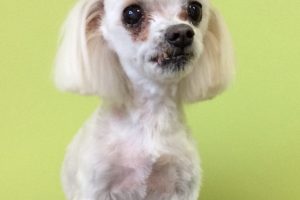 12月のお友達☆