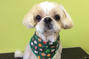 12月のお友達☆