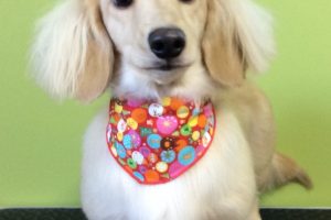 12月のお友達☆