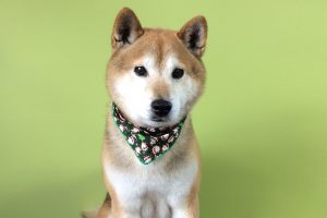 12月のお友達☆