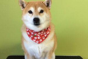 12月のお友達☆