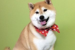 12月のお友達☆