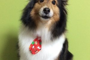 12月のお友達☆