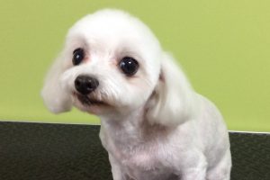 12月のお友達☆