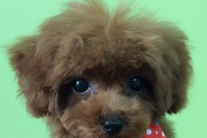 12月のお友達☆