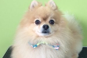 12月のお友達☆