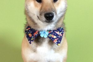 12月のお友達☆