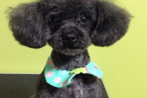 12月のお友達☆