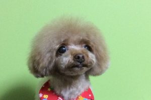 12月のお友達☆