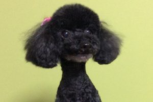 12月のお友達☆