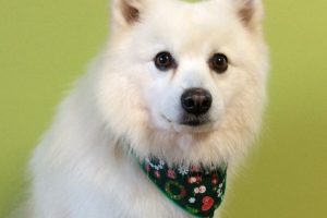 12月のお友達☆
