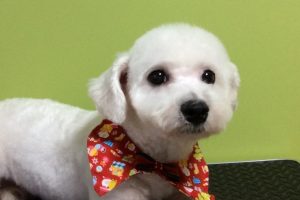 12月のお友達☆