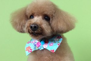 12月のお友達☆