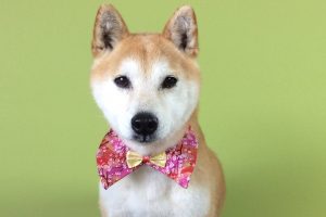 12月のお友達☆