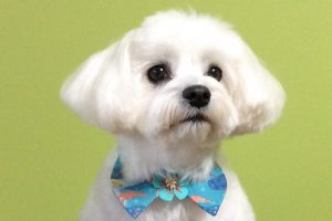 12月のお友達☆