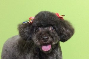 12月のお友達☆