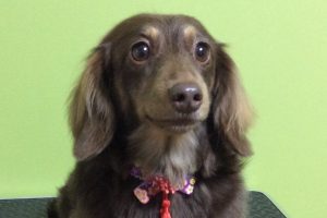 12月のお友達☆