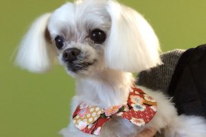 12月のお友達☆