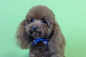 12月のお友達☆