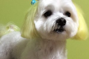 12月のお友達☆