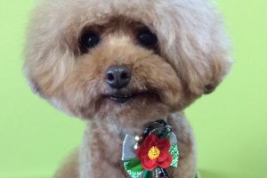 12月のお友達☆