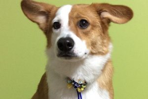 12月のお友達☆