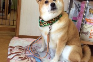 １２月のお友達♪