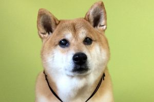 1月のお友達☆