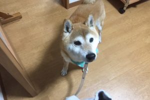 お泊まり♪